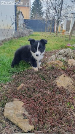 Border collie kiskutya eladó