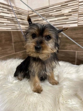 Yorkshire terrier