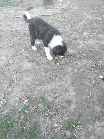 Kaukázusi kölykök eladók