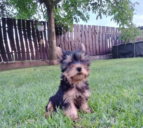 Yorkshire terrier