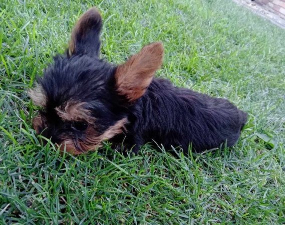 Yorkshire terrier