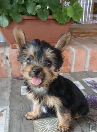 Yorkshire terrier