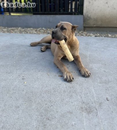 Eladó fajtatiszta Cane corso