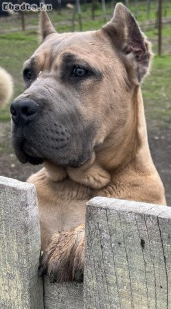 Eladó fajtatiszta Cane corso