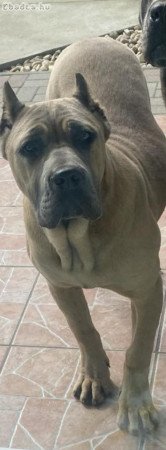 Eladó fajtatiszta Cane corso