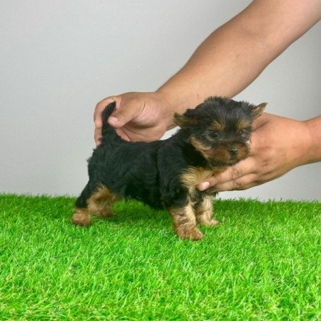 Yorkshire Terrier