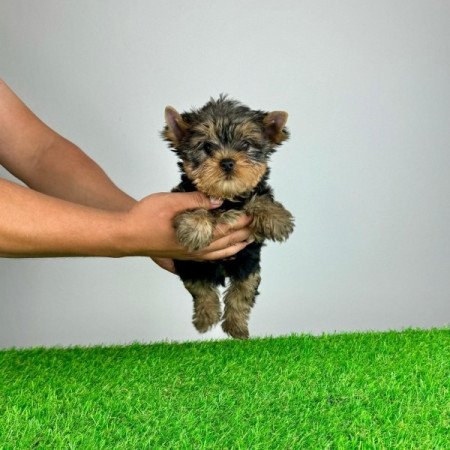 Yorkshire Terrier