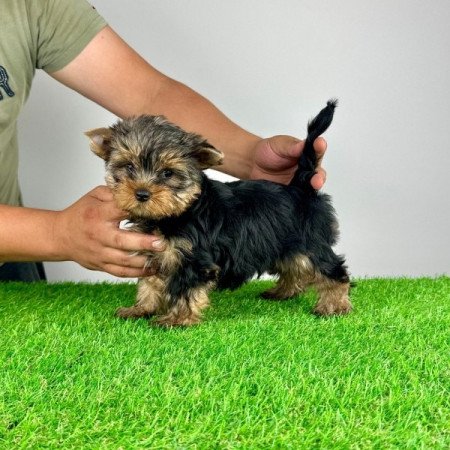 Yorkshire Terrier