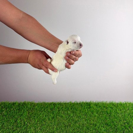 Törzskönyves West Highland White terrier kiskutya