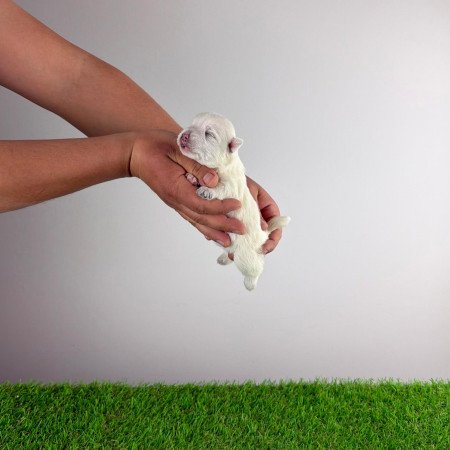 Törzskönyves West Highland White terrier kiskutya