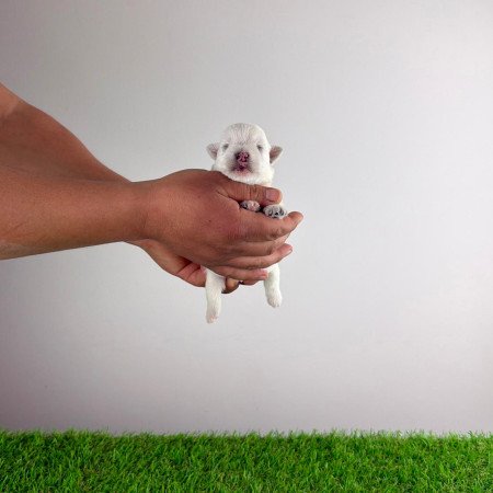 Törzskönyves West Highland White terrier kiskutya