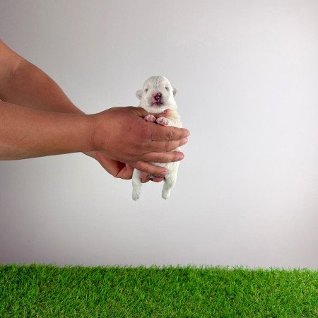 Törzskönyves West Highland White terrier kiskutya