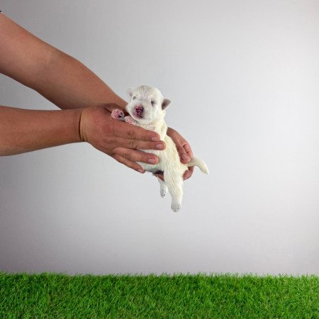 Törzskönyves West Highland White terrier kiskutya