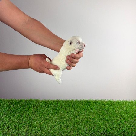 Törzskönyves West Highland White terrier kiskutya