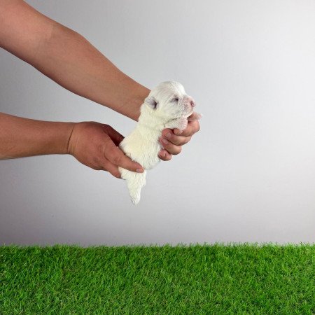 Törzskönyves West Highland White terrier kiskutya