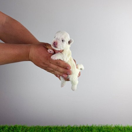 Törzskönyves West Highland White terrier kiskutya