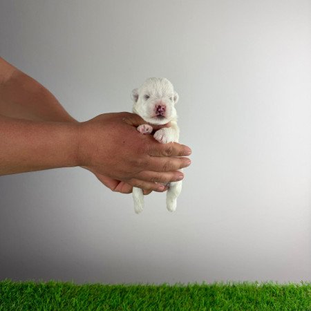 Törzskönyves West Highland White terrier kiskutya