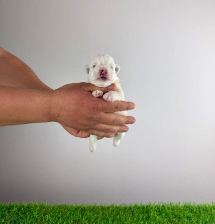 Törzskönyves West Highland White terrier kiskutya