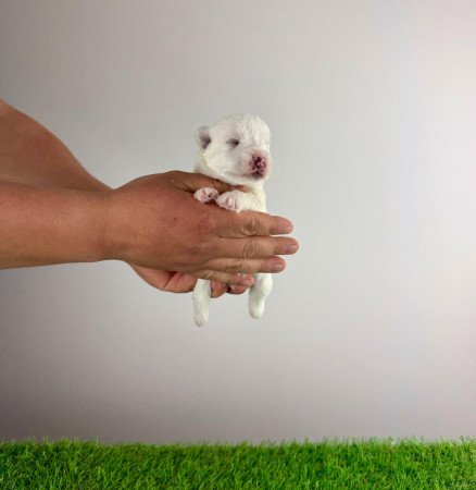Törzskönyves West Highland White terrier kiskutya