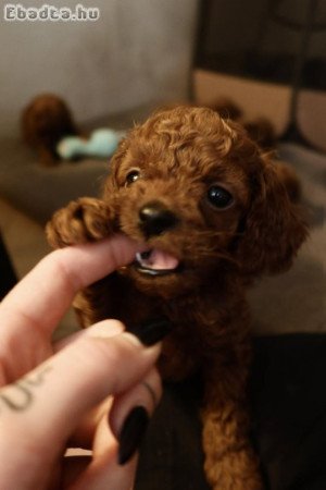 Mini poodle red