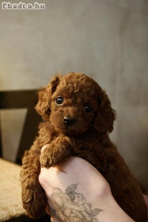 Mini poodle red