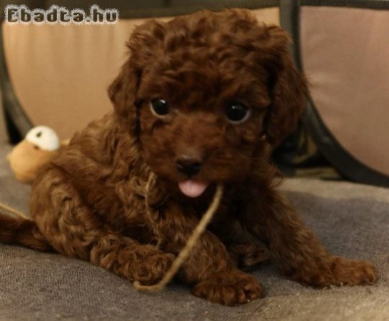 Mini poodle red