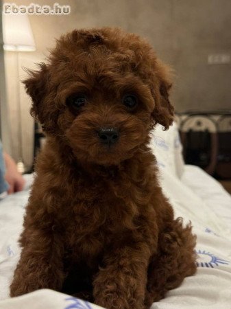 Mini poodle red