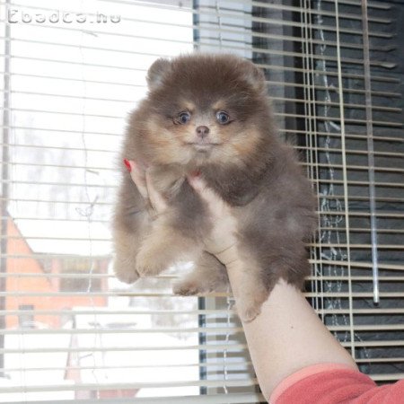Pomeranian puppy
