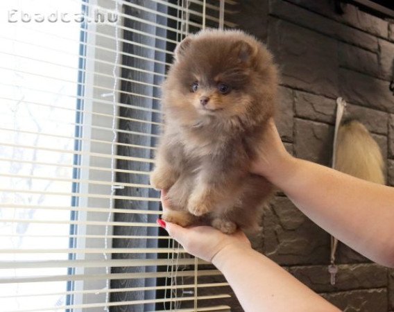 Pomeranian puppy