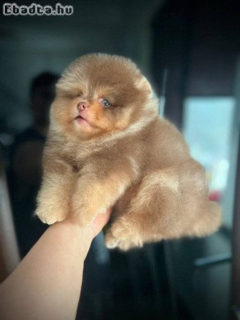 Pomeranian puppy