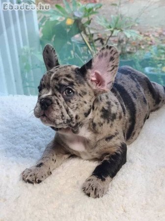 Francia bulldog kölyök