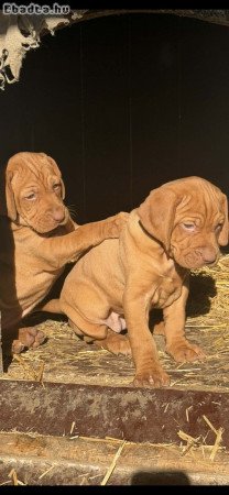 Vizsla,kölyök kutya