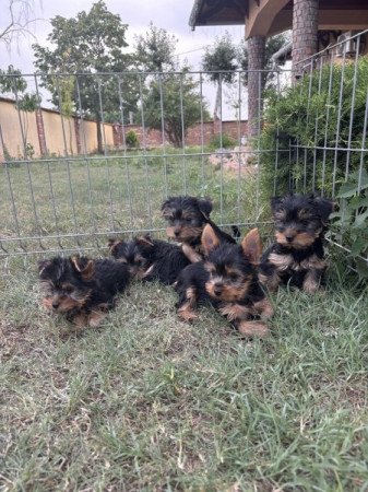 Yorkshire terrier