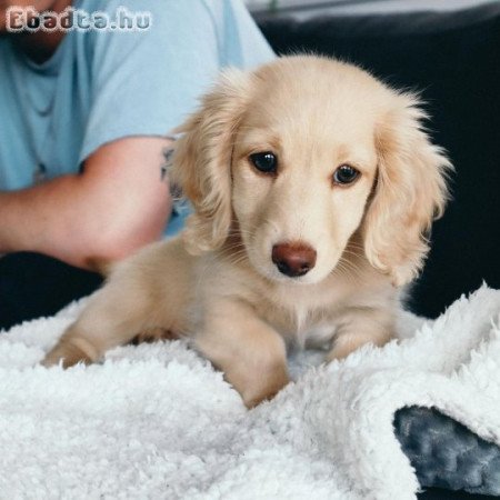 Dachshund  puppies for sale or adoption