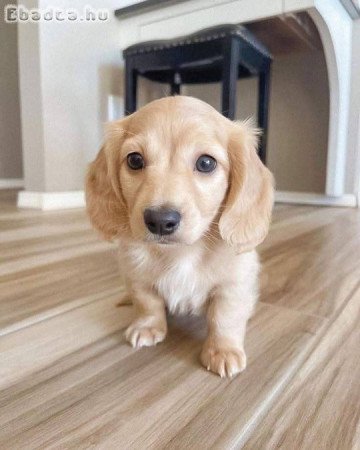 Dachshund  puppies for sale or adoption