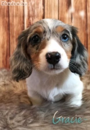 Dachshund  puppies for sale or adoption