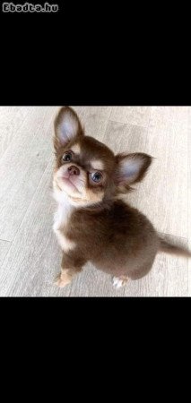 Chihuahua puppies for sale registered