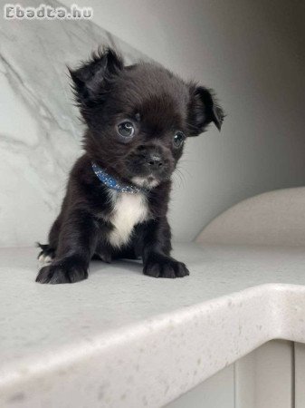 Chihuahua puppies for sale registered