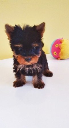 yorkshire terrier