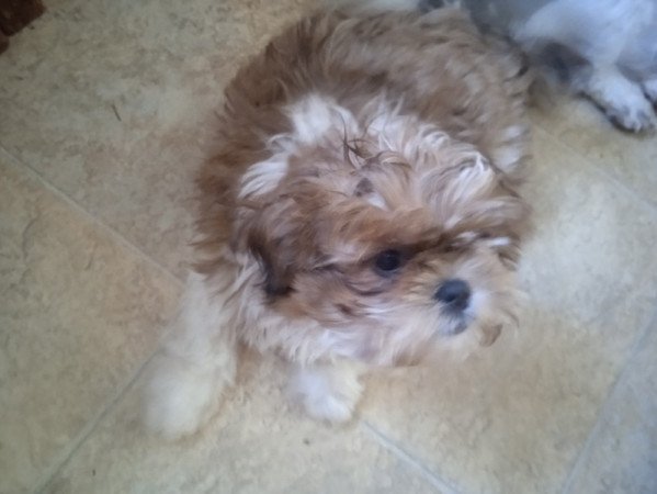 shi tzu