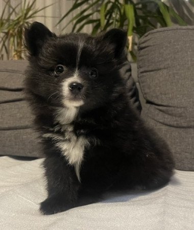 Pomerániai Törpe Spitz