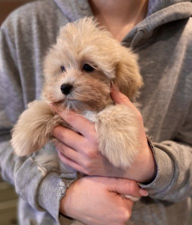 Maltipoo