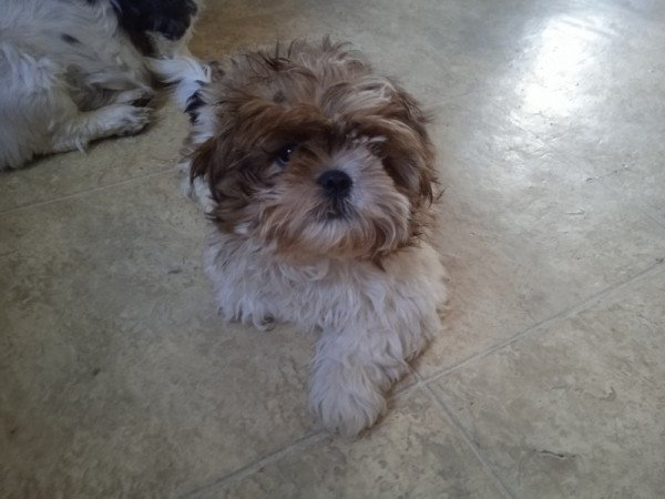 shi tzu