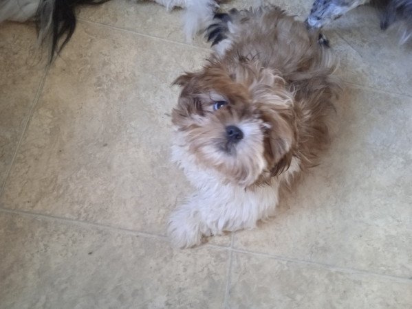 shi tzu