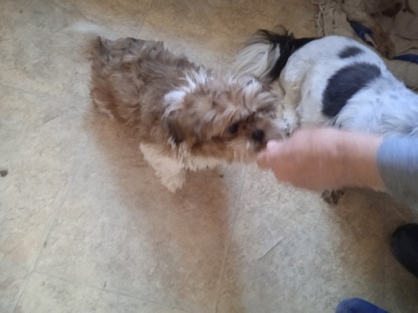 shi tzu