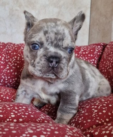 Bulldog