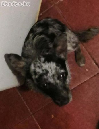 Csivi kislányok ajándékba