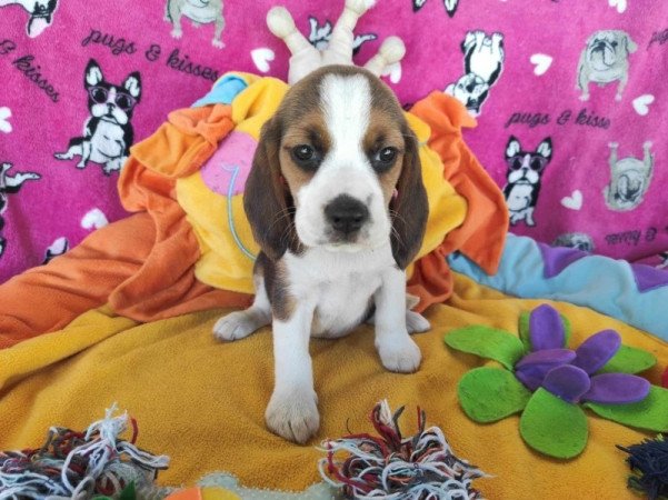 Mini Beagle