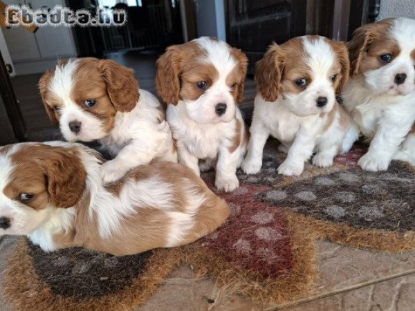 Cavalier King Charles Spániel kölykök eladók