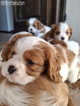 Cavalier King Charles Spániel kölykök eladók